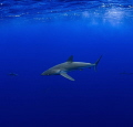   Silky shark cruising deep blue sea Niue. Niue  